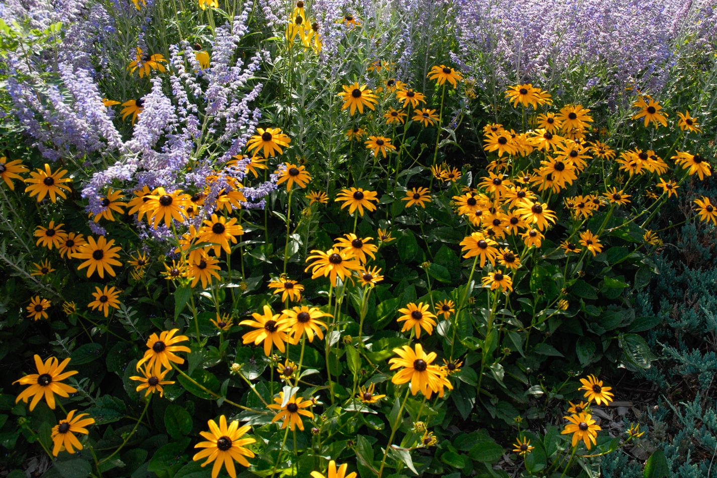 Goldsturm Black-eyed Susan